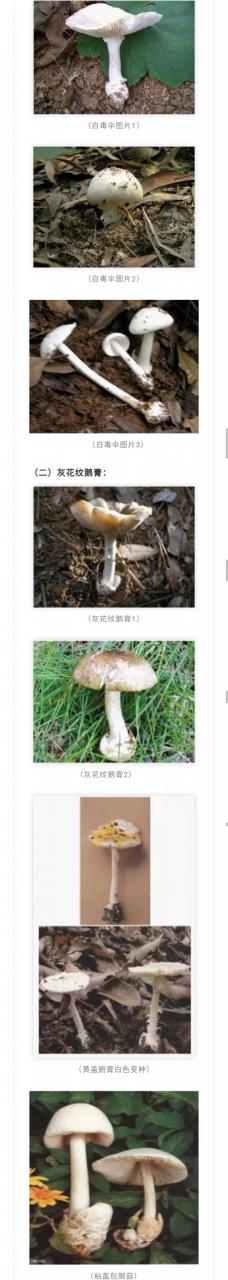 注意！別采別買(mǎi)別賣(mài)別吃野生蘑菇！又一起野生蘑菇致人中毒死亡事件