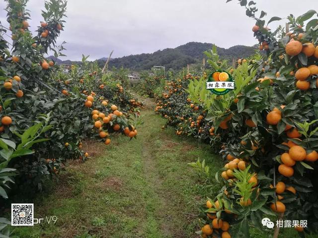 柑橘如何正確選擇著(zhù)色劑？常用著(zhù)色劑作用各不同