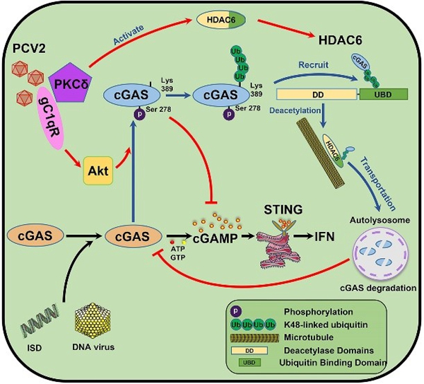 “動(dòng)物重大疫病新型疫苗研發(fā)創(chuàng  )新團隊”在《PLOS Pathogens》上發(fā)表重要研究成果