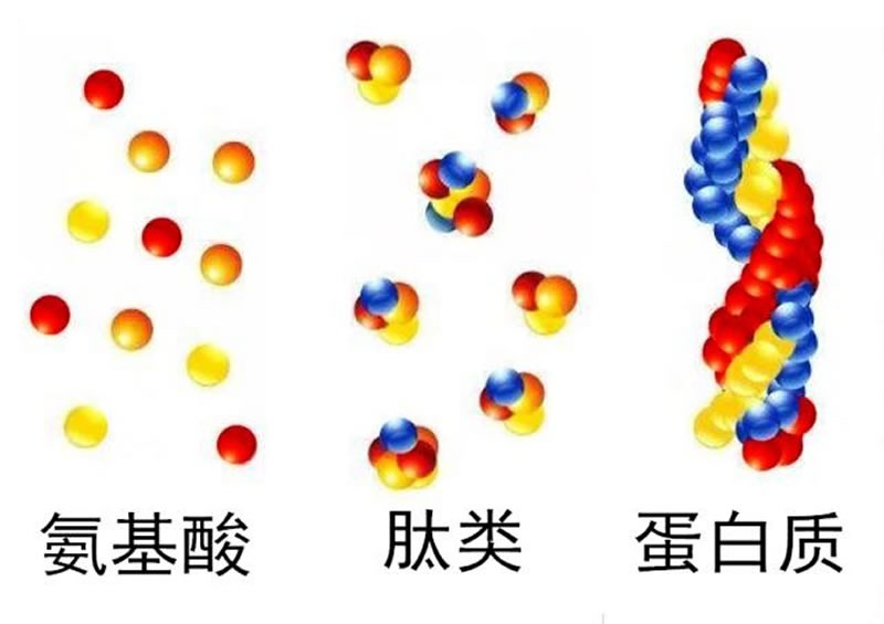 為什么大米蛋白酶解制備大米肽口感是苦的？