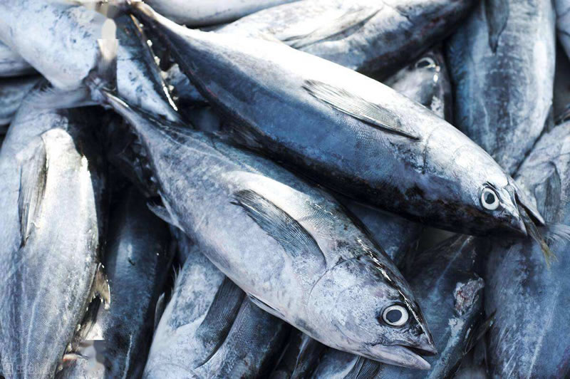 酶解金槍魚(yú)提高寵物誘食劑風(fēng)味性的酶制劑有哪些？