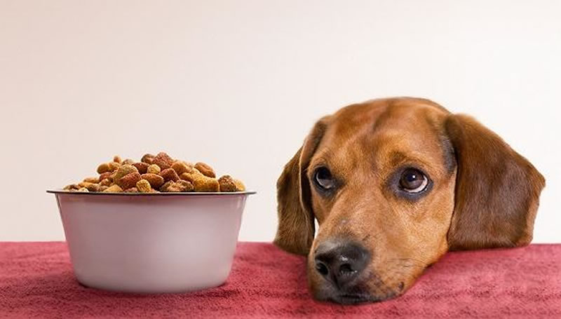 如何酶解雞肝粉提高寵物飼料誘食劑風(fēng)味？