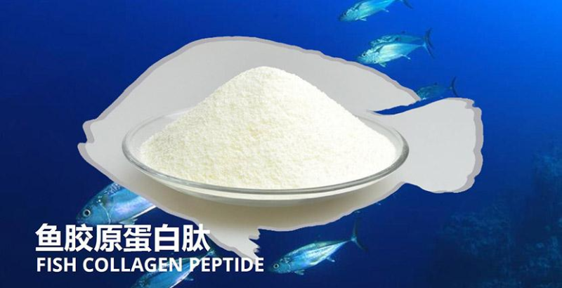 鱈魚(yú)如何酶解提取魚(yú)皮膠原蛋白？